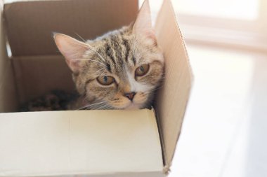 Evdeki karton kutunun içinde şirin gri tekir kedi. Karton kutudaki komik kedi. Seçici odak.