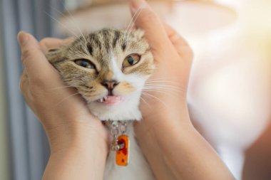 Kanepede yatarken insan eliyle oynayan sevimli gri kedi. Evcil hayvan ve insanlar. Boşluğu kopyala, seçici odak.