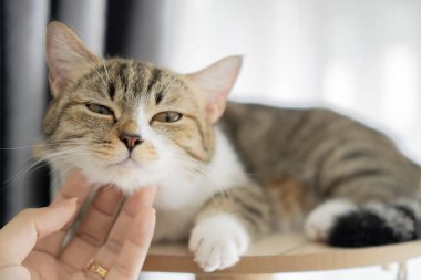 Mutlu kedi elle okşamaktan memnun. İnsanlarla evcil hayvanlar arasındaki hassas ilişki ve bağ. Rahatlık, arkadaşlık ve koşulsuz sevgi..