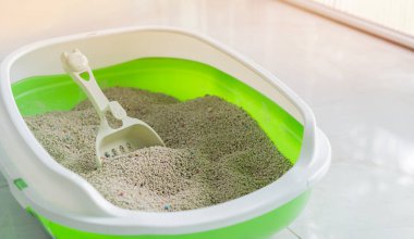 Yere açık yeşil kedi kumu tepsisi, bej çöp ve fotokopi alanı olan bir kepçe. Seçici odaklanma, Kedi kum havuzu kavramı.