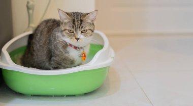 Kedi kumlukta oturuyor ve kameraya meraklı bir şekilde bakıyor. Bir kediyi tepsiye yerleştirme konsepti. Boşluğu kopyala, seçici odak.