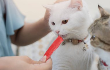 Beyaz Kedi ve şişko gri kedi plastik poşetlerden atıştırmalıklar yiyorlar. Kediler kadınların ellerinden yemek yiyorlar. Seçici odak.