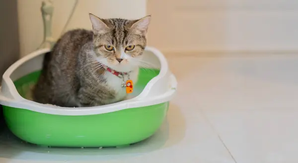 Kedi kumlukta oturuyor ve kameraya meraklı bir şekilde bakıyor. Bir kediyi tepsiye yerleştirme konsepti. Boşluğu kopyala, seçici odak.