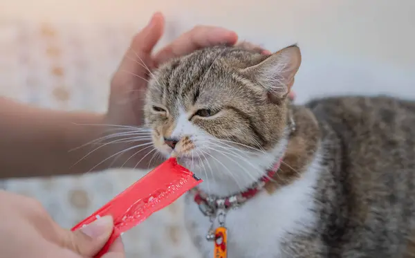 stock image Shot view of pet owner feeding cute brown tabby munchkin cat licking snack a creamy treat. Selective focus.