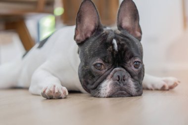 Şirin siyah beyaz kısa saçlı Fransız bulldog oturma odasındaki ahşap zeminde yatıyor ya da uyuyor. Yakın çekim, seçici odaklanma.