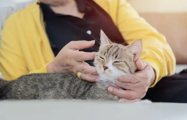 Happy senior woman enjoys and spending time with her cat while sitting on a sofa at home. Mature with cat concept.	