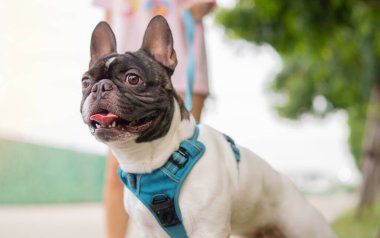 Siyah beyaz Fransız Bulldog 'uyla parkta duran genç bir kadın. Seçici odak.