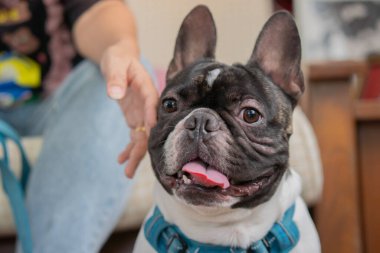 Siyah-beyaz Fransız bulldog 'u dükkan sahibinin yanında oturuyor ve oturma odasındaki kameraya bakıyor..