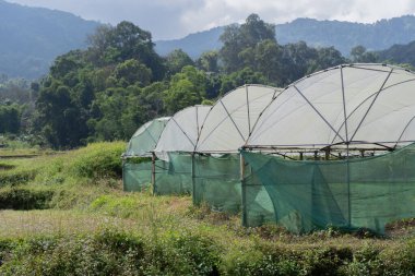 Tayland kırsalındaki yeşil ev taze organik sebze bahçesi, hidroponik sistem, yeni tarım sistemi..