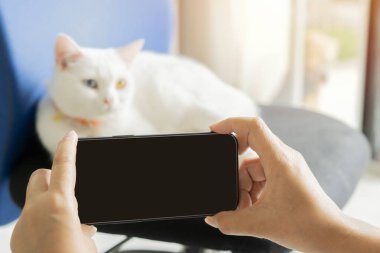 Arka plandaki beyaz kedisine odaklanmak için kadının ellerini telefonla yakın plan çekiyoruz. Uzayı kopyala Seçici odak.