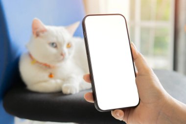 Akıllı telefonun kadın ellerinde boş ekranlı görüntüsü. Beyaz kedi arkada dinleniyor. Sıcak ev atmosferi.