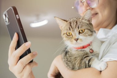 Elinde telefonla konuşan kedi yavrusu tutan bir kadın akıllı telefon tipi bir mesaj kullanıyor. Hayvan ve sahip iletişimi, insan ve hayvan dostluğu..