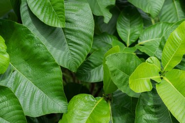 Büyük yeşil yapraklı, güzel bir arka plan. Yaprak Doku Özgeçmişinin Bitki, Doğal Yeşiller.