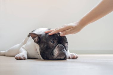 Bir kadının, beyaz bir arka planda bir köpeğin kafasını sevgiyle okşamasının yakın çekimi. Arkadaşlığı, sevgiyi, rahatlığı temsil eder..