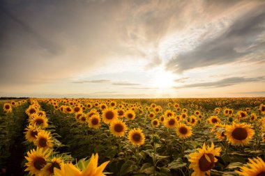 Güzel günbatımına karşı çiçek açan ayçiçeği tarlası