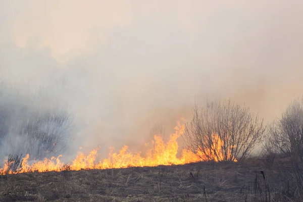 Лісова Пожежа Поширюється Полю Сухої Трави Кущів — стокове фото