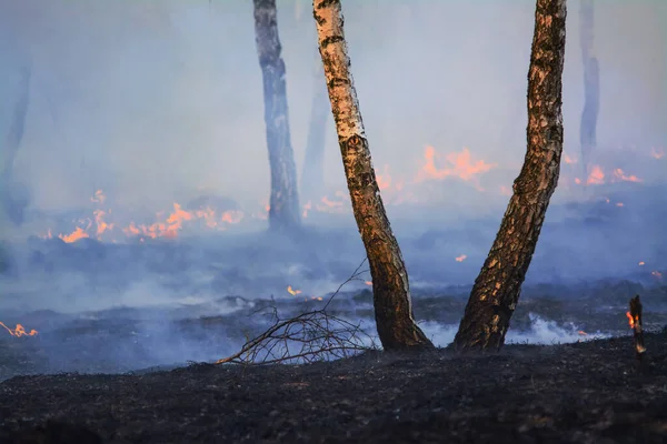 Duas Árvores Bétula Solitárias Floresta Após Incêndio Florestal — Fotografia de Stock
