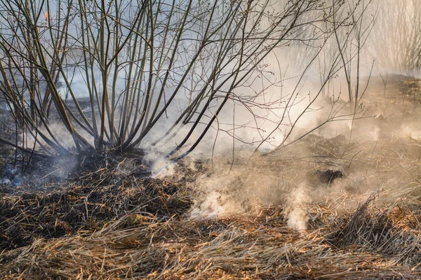 Крупним Планом Зображення Спаленої Трави Кущів Полі Після Лісового Пожежі — стокове фото