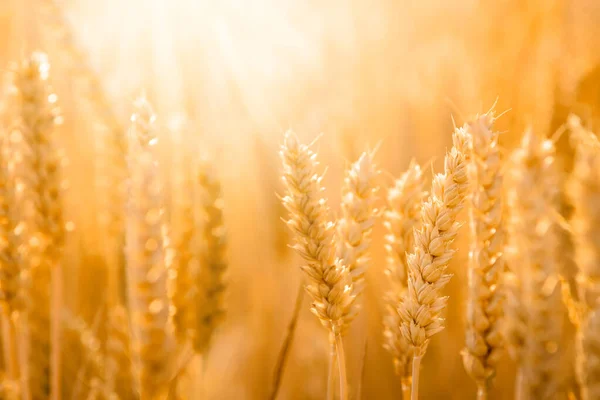 畑で収穫を待っている美しい金色の小麦のマクロ写真 — ストック写真