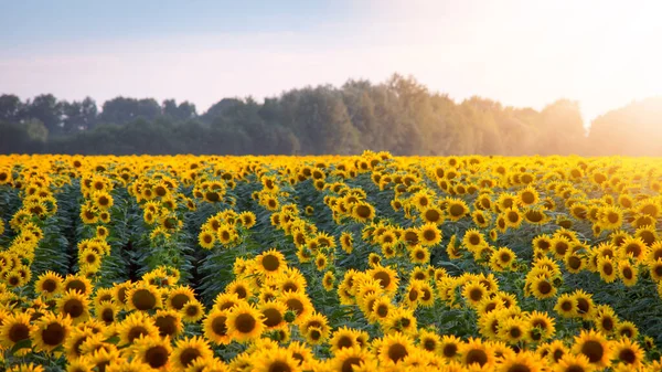 Sunflowers in rows with burning sun glow on the background