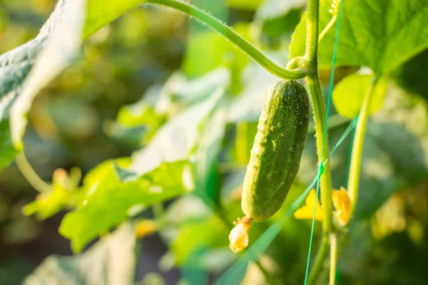 stock image Small fresh green cucumber growing in the morning