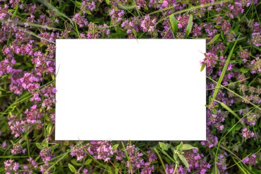 Çayırdaki mor ve menekşe çiçekleri üzerine beyaz kağıdın üst görüntüsü. Yazı için taze organik model.