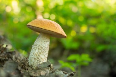 Sabah ormandaki büyük kavak mantarı açık yeşil yapraklara ve çimenlere karşı