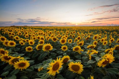 Günbatımında Ukrayna 'nın güneyinde bir ayçiçeği tarlası