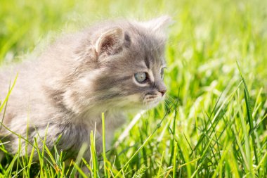 Parlak çimlerin üzerindeki küçük gri kedi yavrusu. Güzel, küçük bir kedi çimenlerde oturuyor ve bir yerlere bakıyor.