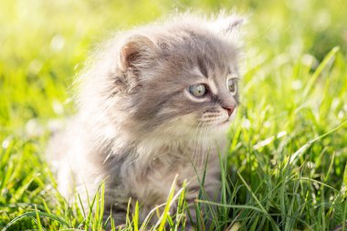 Parlak güneşe karşı çimlerin üzerinde sevimli küçük bir kedi yavrusu. Dışarıdaki tüylü evcil kedi yavrusu