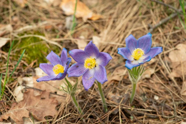 Three Anemone Patens Flowers Pine Forest Faded Flowers Pulsatilla Patens — Stock Photo, Image