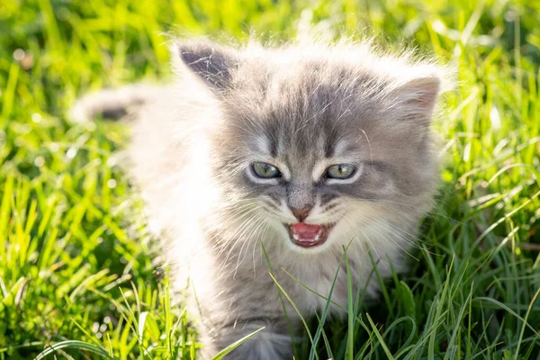 Pequeno Gatinho Meowing Procura Seu Gato Mãe Medo Pequeno Gato — Fotografia de Stock