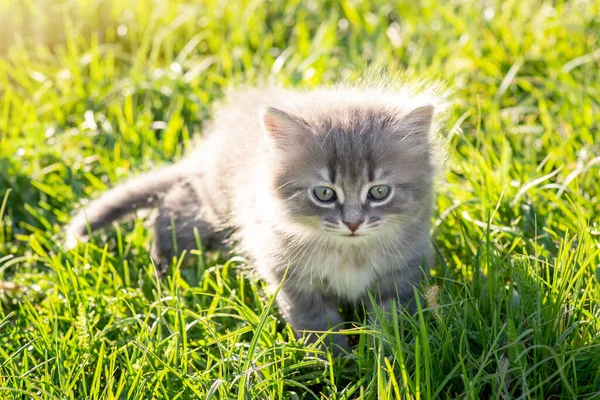 Söt Liten Katt Färskt Ljust Gräs Mot Nedgående Sol Vacker — Stockfoto