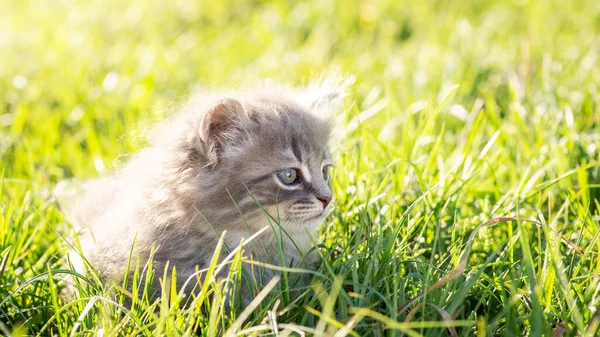 Little Adorable Kitten Laying Green Bright Grass Evening Beautiful Little — Stock Photo, Image