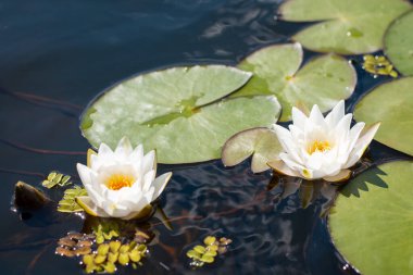 Nehirde açan iki beyaz su zambağı. Parlak lotus çiçekleri