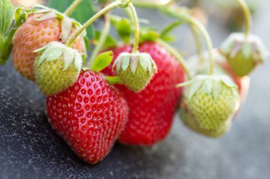 Sabahları çiy damlalarında taze olgun böğürtlenler. Çilek yakın çekimi