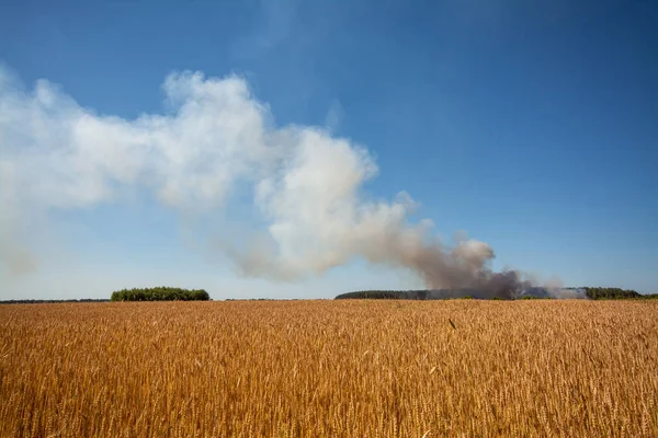 stock image Landscape of agricultural field with much smoke at the background. Concept of fire on garbage dump that can cause fire in agricultural field of unharvested crop