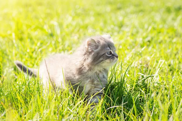 Liten Kattunge Utomhus Liten Katt Som Går Grönt Gräs — Stockfoto