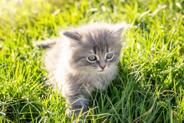 Pequeño Gato Asustado Hierba Verde Gato Gris Asustado Algo Buscando — Foto de Stock
