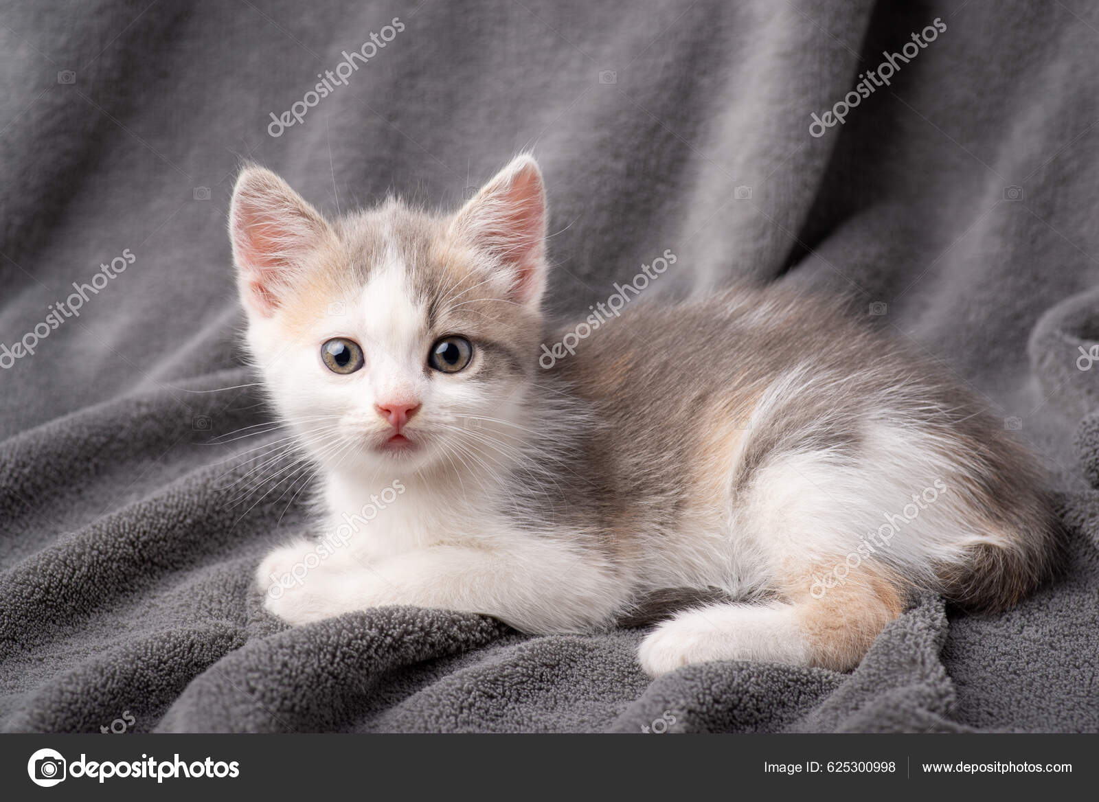 Adorable Kitten Looking Camera Laying Gray Background Beautiful