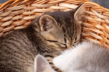 Küçük sevimli kedi yavrusu sepette uyuyor. Küçük kedi yavruları ailesi