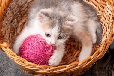 Küçük komik kedi yavrusu sepette pembe iplikle oynuyor. Neşeli kedi yavrusu