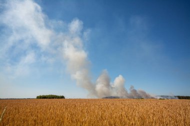 Arka planda duman bulutu olan tarımsal çavdar tarlası. Kırsal kesimde yangın