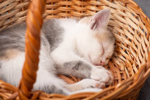 Gatinho Branco Dormindo Cesto Gatinho Bonito Ter Uma Soneca Depois — Fotografia de Stock
