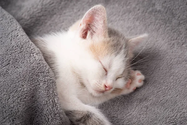 Small white kitten under gray blanket having rest after long hours of playing. Little kitten sleeping