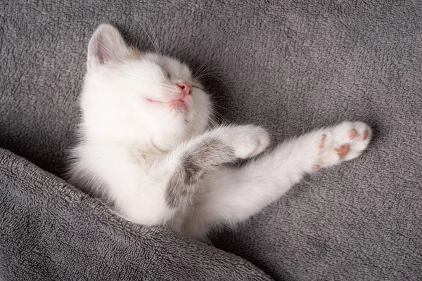 Gatinho Branco Bonito Dormindo Uma Forma Engraçada Envolto Cobertor Cinza — Fotografia de Stock