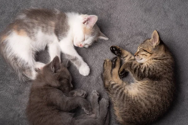 Três Irmãs Irmãos Gatinhos Dormindo Juntos Fundo Cinza Adoráveis Gatos — Fotografia de Stock