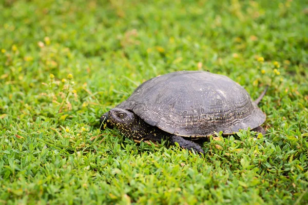 Turtle Green Grass Close Fresh Grass Polygonum Aviculare Covering Ground — Stock Photo, Image