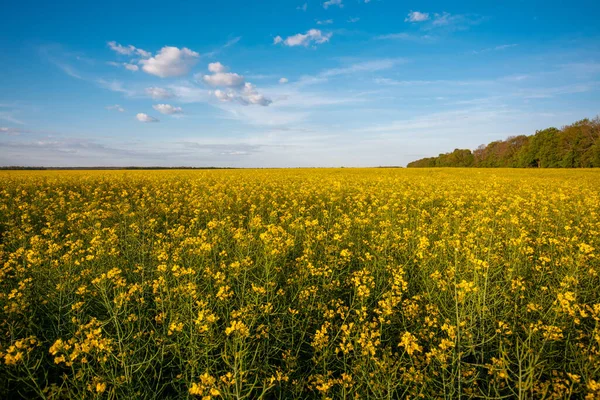 Levendig Landschap Van Bloeiende Veld Van Koolzaad Het Platteland Gele — Stockfoto