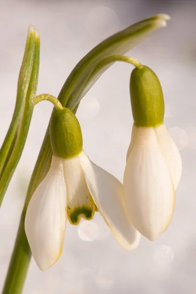 Makroutskudd Snøskred Mot Varmt Sollys Våren Første Blomstene Vokser Blomstrer – stockfoto